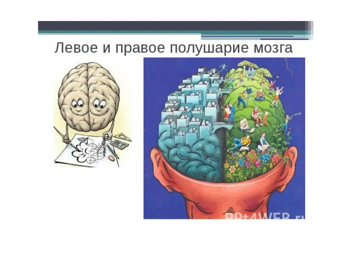 За что отвечает правое полушарие у женщин