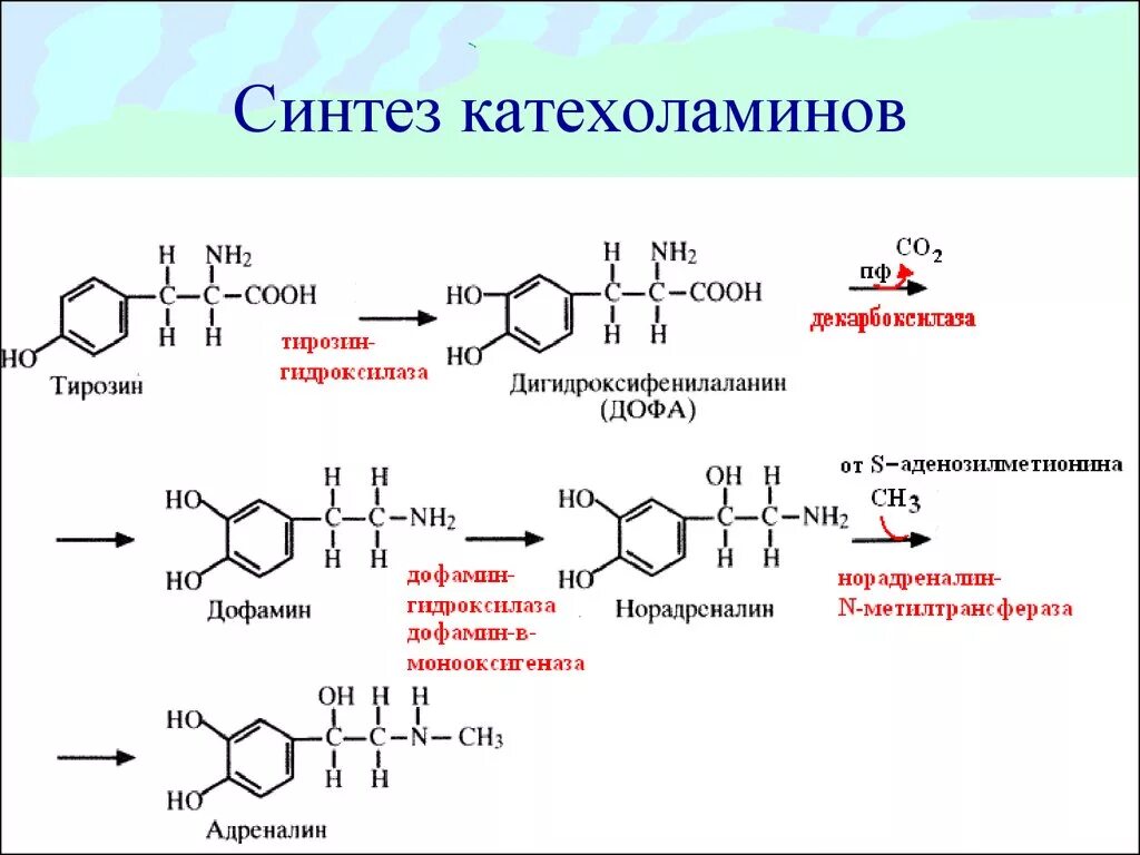 Для чего нужен синтез. Синтез адреналина из тирозина. Синтез адреналина из норадреналина биохимия. Образование катехоламинов биохимия. Синтез катехоламинов.