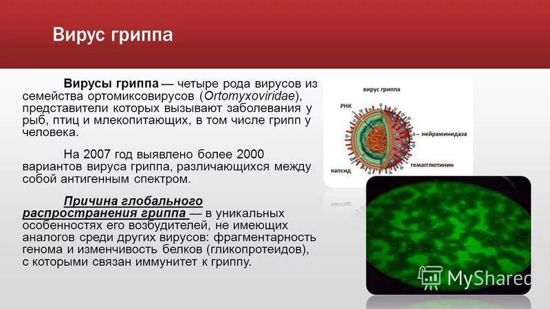 При какой температуре погибают вирусы. Вирус грипп корнавиркс. Какая температура при вирусе. При какой температуре умирает вирус гриппа. Патогенность вируса гриппа.