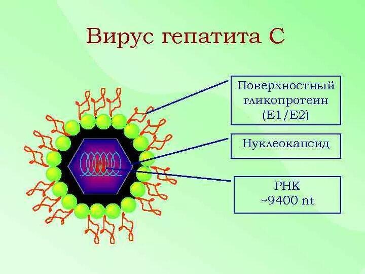 Строение вируса гепатита в. Вирус гепатита g строение. Вирус гепатита а строение микробиология. Строение вируса гепатита c.