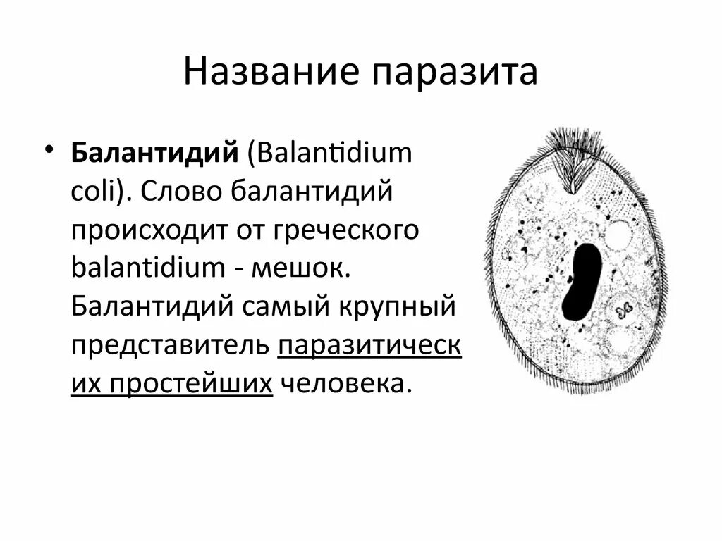 Балантидий локализация в организме. Balantidium coli циста. Циста балантидия строение. Balantidium coli строение. Самое крупное простейшее