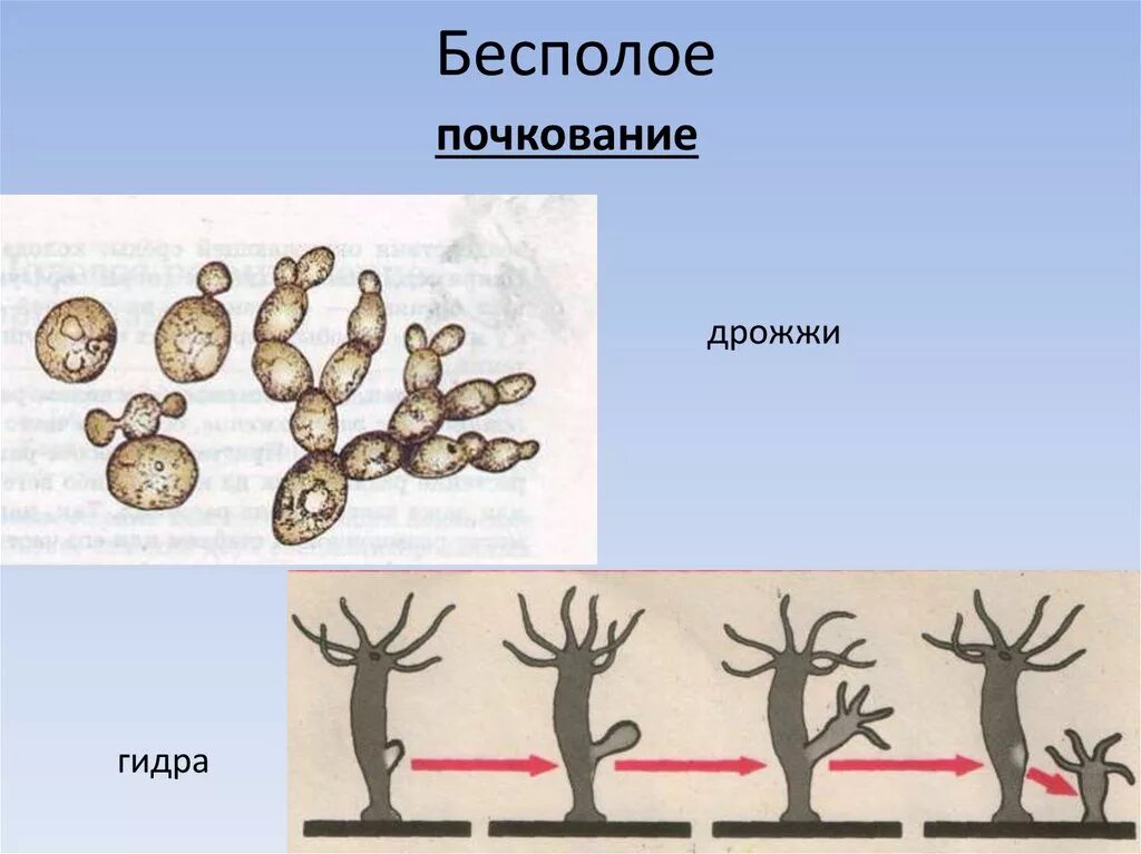 Бесполое почкование. Почкование бесполое размножение схема. Способы бесполого размножения почкование. Схема процесса почкования.