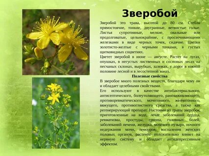 Зверобой противопоказания для женщин