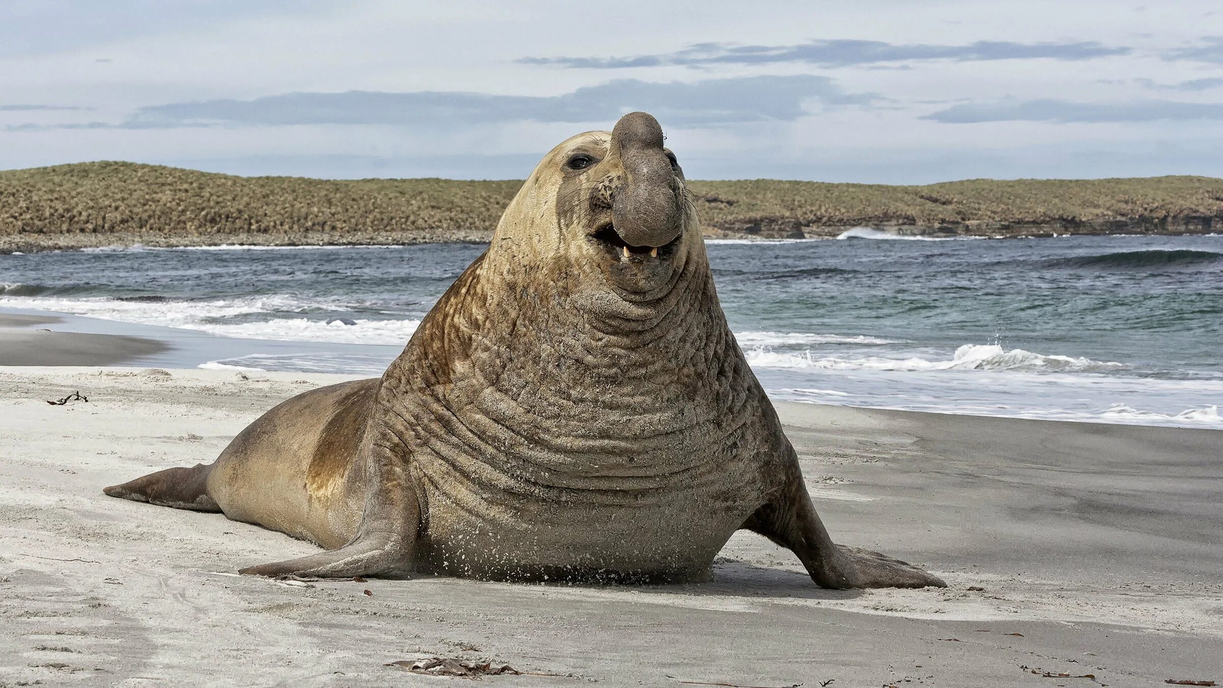 Южный морской слон Mirounga Leonina. Северный морской слон (Mirounga angustirostris). Северный морской слон Ждун. Тюлень Южный морской слон. Морской слон в антарктиде