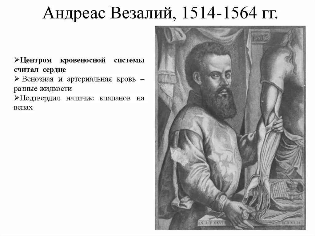 Везалий достижения. Андреас везалий (1514-1564). везалий (1514-1564)детство. андреас везалий и хирургия. андреас везалий достижения в медицине.