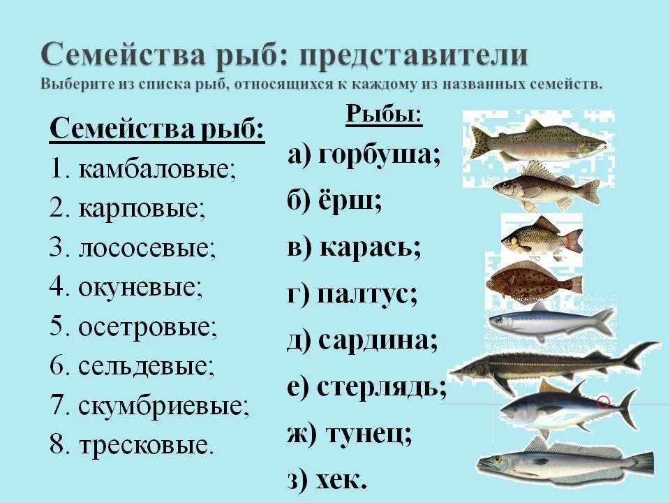 Рыбы примеры 3 класс. Семейства промысловых рыб таблица. Характеристика семейств рыб. Характеристика семейства рыб таблица. Основные семейства промысловых рыб Товароведение.