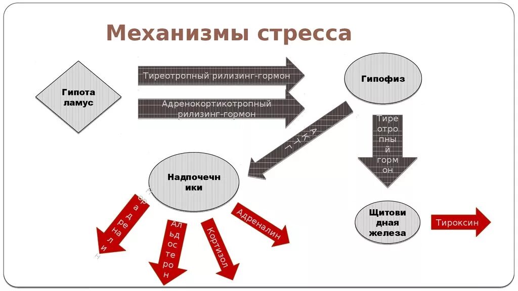 Механизм развития стресса кратко. Механизм стресса схема. Схема развития стрессовой реакции. Механизм развития стресс реакции. Механизмы развития стресса