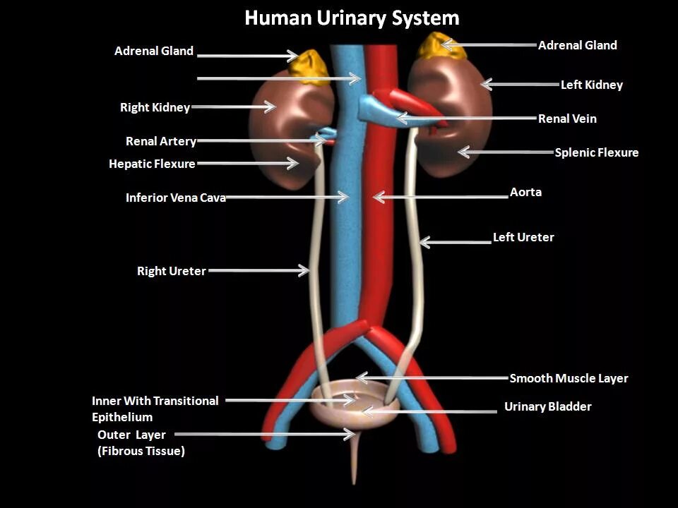 Urinary system. Urinary System diagram. Urinary System functions. Urinary System Anatomy.