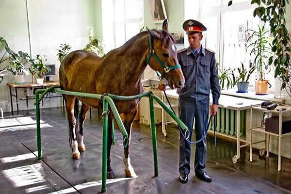 Конный ветеринар. Ветеринар и лошадь. Конюшня 1 оперативного полка. Конюшни сканворд