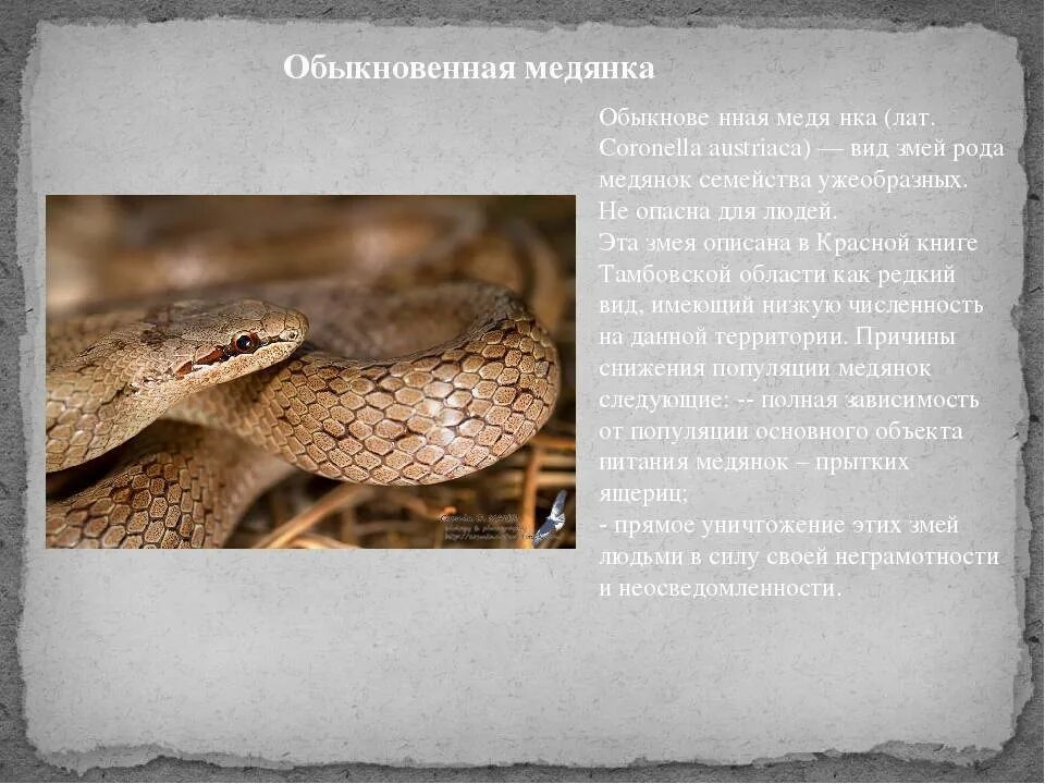 Распутываем змеиный клубок: кто такие медянки, веретеницы, гадюки и кто из них п