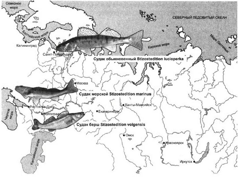 Географическое видообразование судака. Судак видообразование. Географическое видообразование примеры. Примеры географического видообразования Судак.