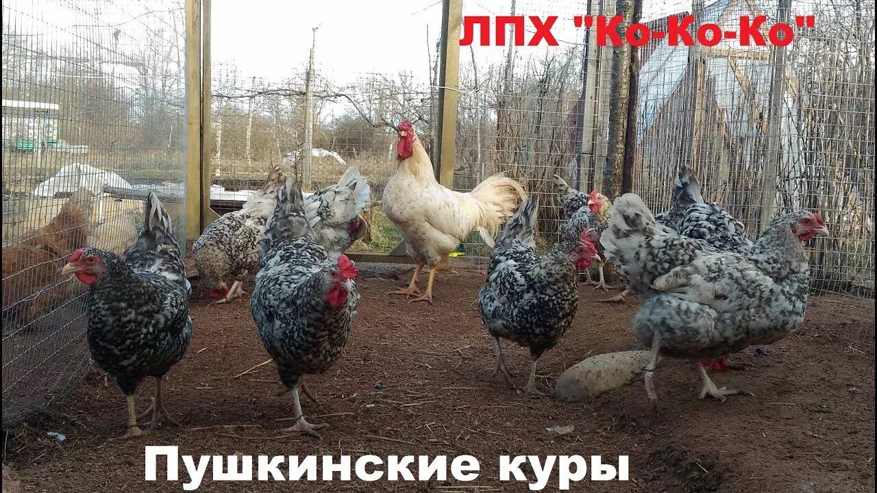 Пушкинская - идеальная порода для фермера Породы и кроссы кур форум на Fermer.ru