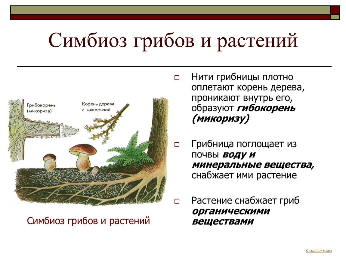 Примеры симбиоза у растений. Симбиоз грибов и растений. Симбиоз гриба и растения. Симбиоз грибов. Симбиоз гриба.