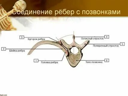 Виды соединения ребер с грудиной