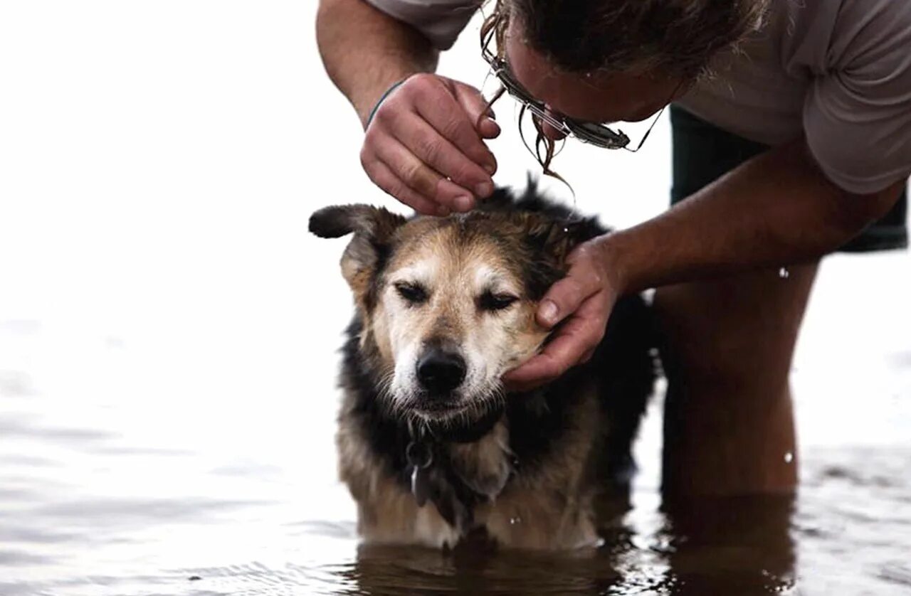 Животные друзья человека. Мы всегда в ответе за тех кого приручили. Собака относится к животным. Дружелюбная собака. Дети с животными.