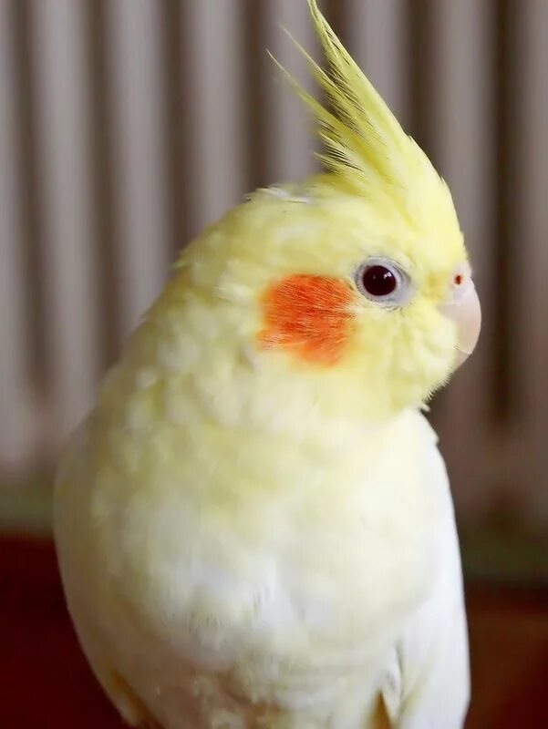 средний попугай корелла. попугай корелла. попугай с розовыми щечками. попугайчик корелла. попугай корелла белый.