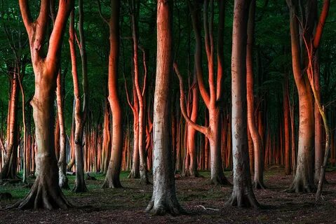 More trees