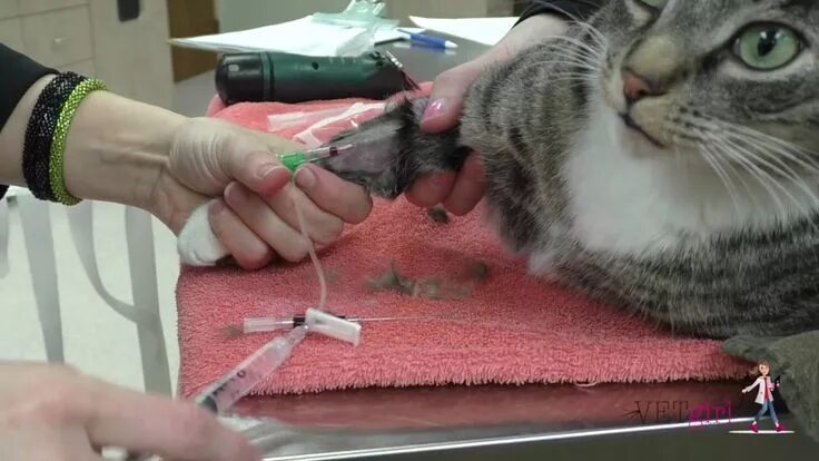 How to place an intravenous (IV) catheter VETgirl Veterinary CE Videos - YouTube