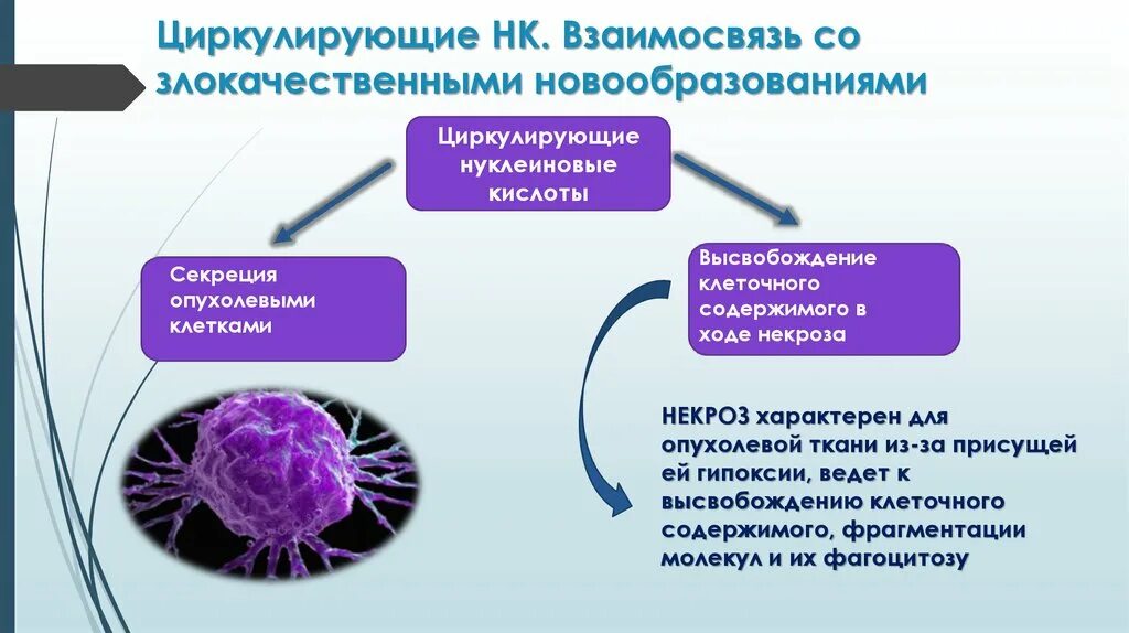 Циркулирующие опухолевые клетки. Циркулирующие медиаторы. Циркулирующие клетки это. Размеры циркулирующих опухолевых клеток. Возникновения злокачественных новообразований