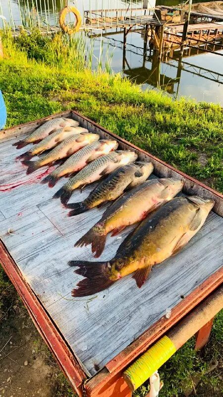 зеленый берег платная рыбалка русфишинг