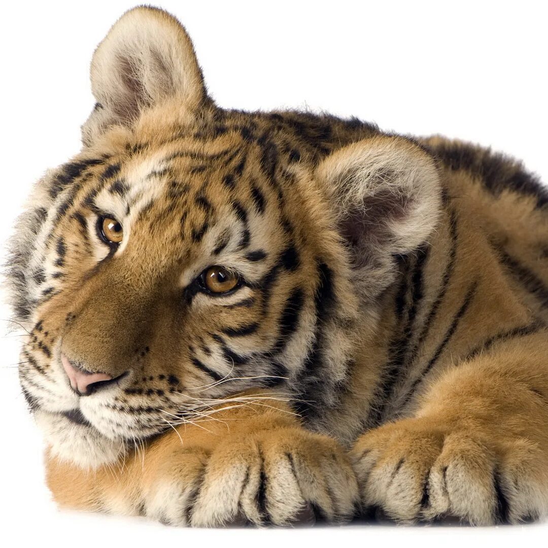 Тигруша. Тигренок. Тигруша картинки. Тигруша самая красивая. Тигруша ем.