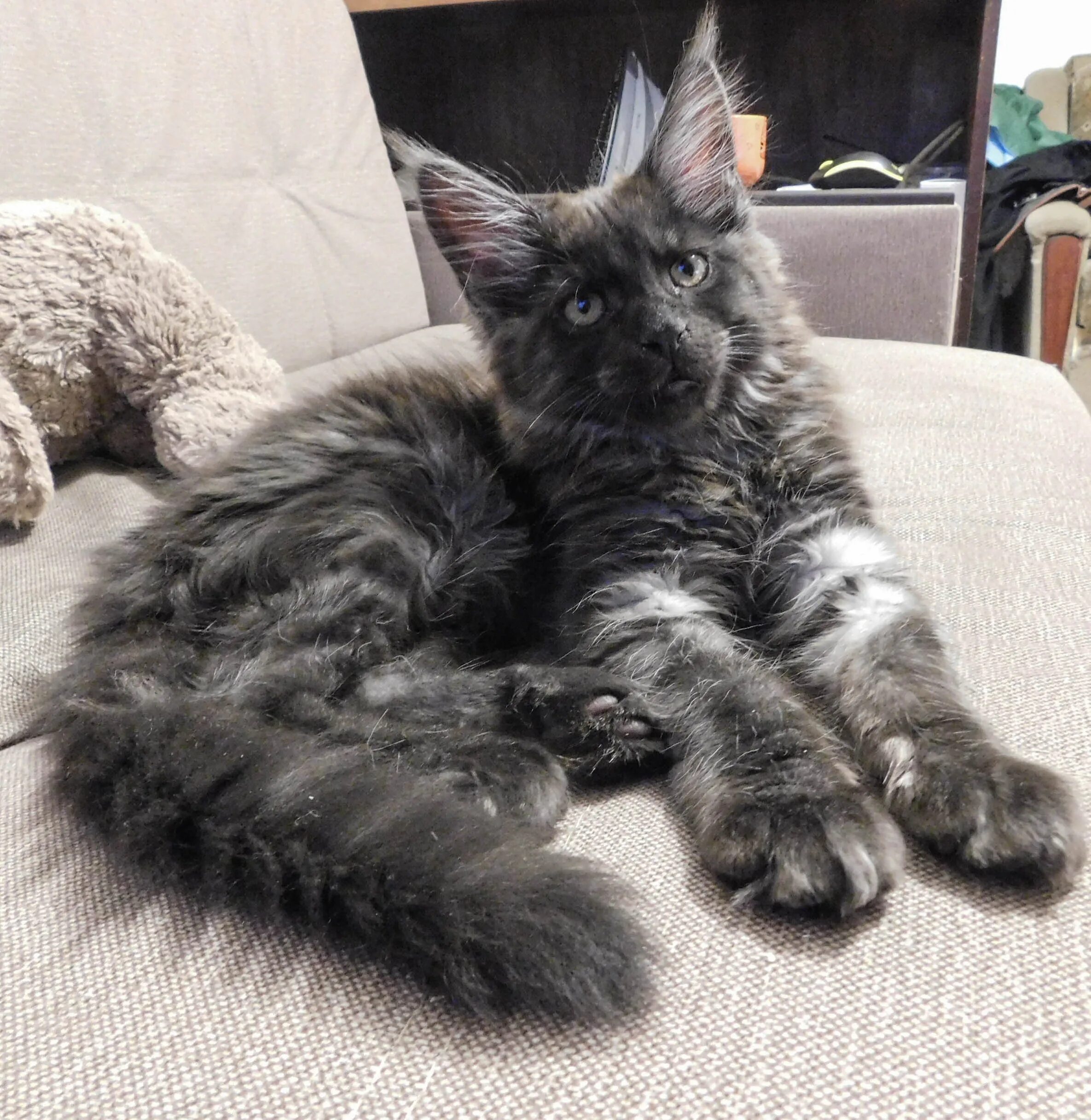 Кот мейн кун черный дым, котенок мейн кун / Woodland