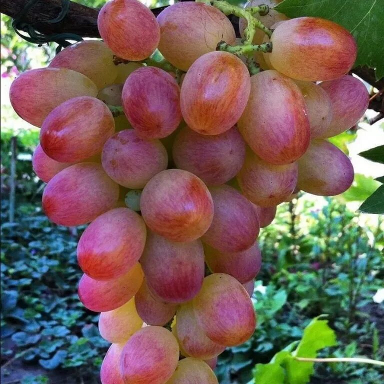 Сорт винограда Ливия. Виноград Ливия (в.в. Загорулько). Виноград плодовый Ливия. Розовый виноград Ливия.