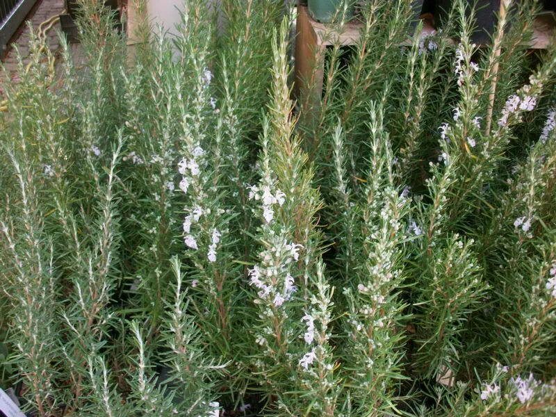 Розмарин Альбифлорус. Rosmarinus officinalis. Розмарин кустарник. Розмарин лекарственный куст.