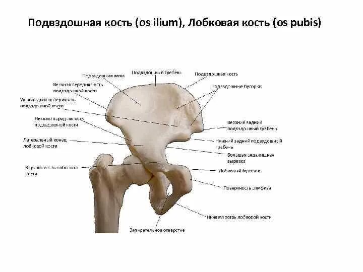 Где подвздошная кость у человека фото. Где подвздошная кость у человека фото