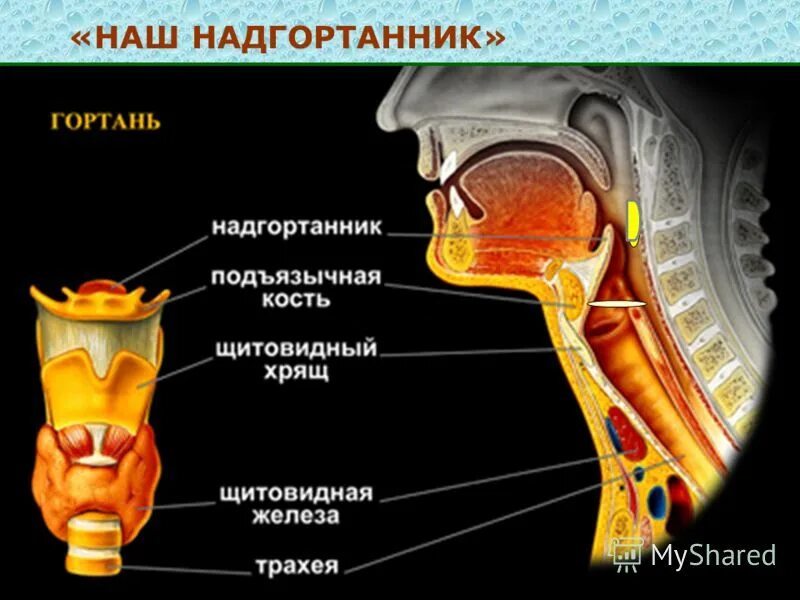 Надгортанник выполняет функцию. Надгортанник хрящ анатомия. строение горла надгортанник. надгортанник хрящ гортани. строение гортани надгортанник.