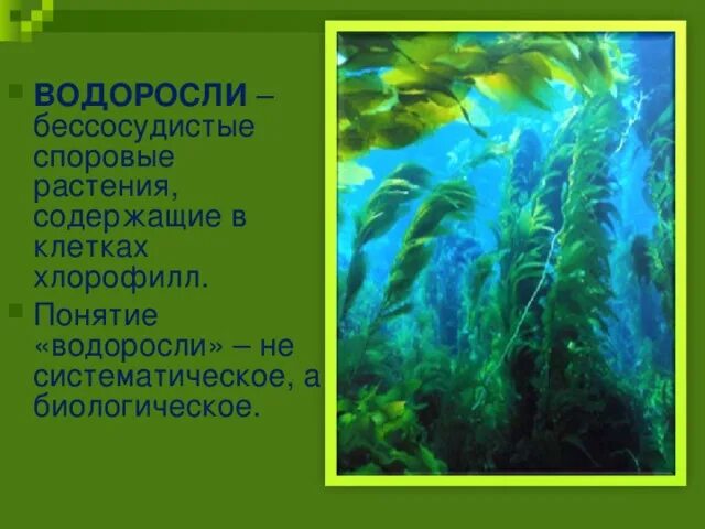 Водоросли презентация. Понятие водоросли. Водоросли споровые растения. Водоросли содержат хлорофилл.