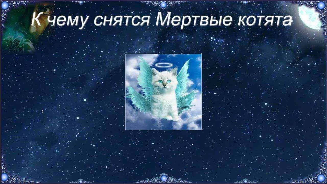 Кошки во сне для женщины к чему. К чему снятся котята мертвые. К чему снятся дохлые котята. К чему снятся котята во сне.