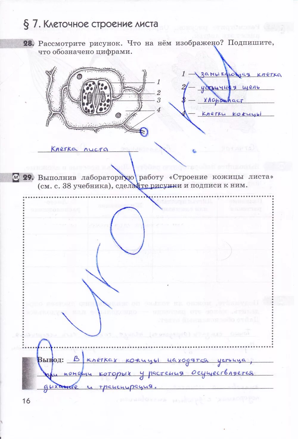 Сделайте подписи к рисунку строение. Лаб раб по биологии строение кожицы листа. Строение кожицы листа 6 класс биология Пасечник. Строение кожицы 6 класс биология. Лабораторная по биологии 6 класс строение кожицы листа.