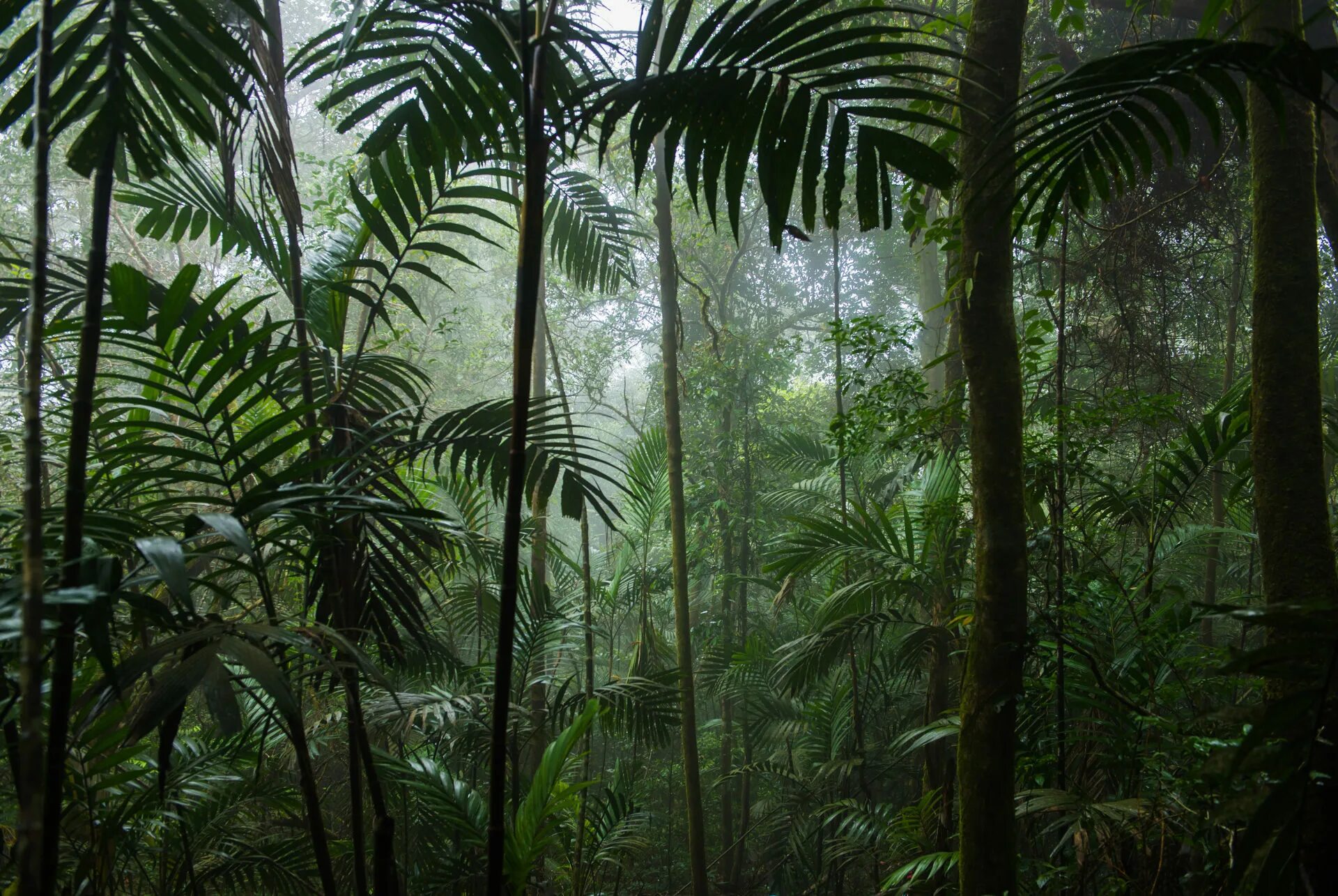 Rainforest plants. Тропикал Рейнфорест. Вьетнам тропический лес. Джунгли Сельва Мексика. Монстера в джунглях.