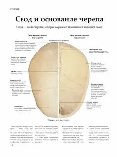 Свод черепа кости