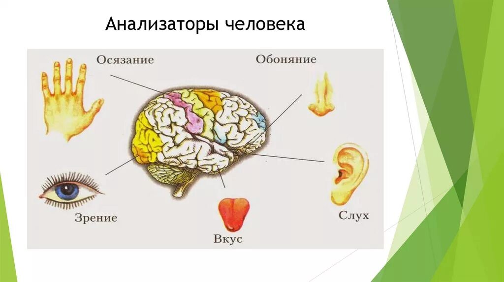 Органы чувств человека биология