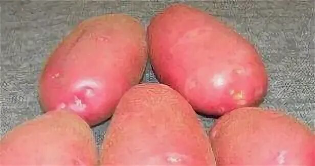 Картофель семенной Беллароза. Сорт картофеля Беллароза. Ьбедлароза семеннрц картоыель. Сорт картофеля Фламинго.