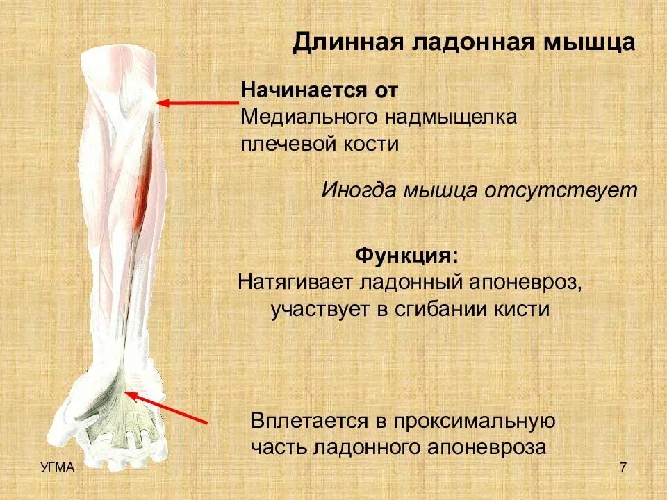 Проксимального сухожилия