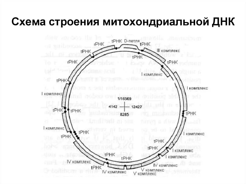 Митохондриальная ДНК схема. Строение митохондриальной ДНК. Митохондриальная ДНК структура и функции. Структура митохондриальной ДНК. Митохондрия рнк