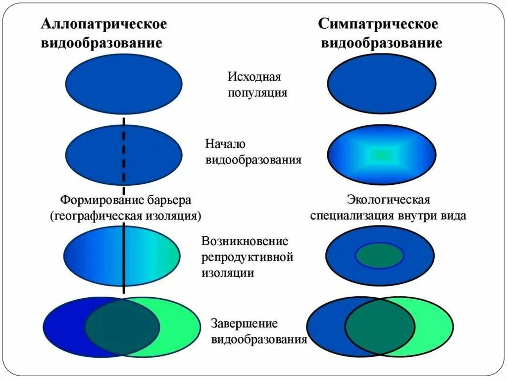 Аллопатрическая изоляция. Схема аллопатрического и симпатрического видообразования. Аллопатрическое видообразование схема. Основные формы видообразования (симпатрическое, аллопатрическое).. Способы видообразования аллопатрическое и симпатрическое.