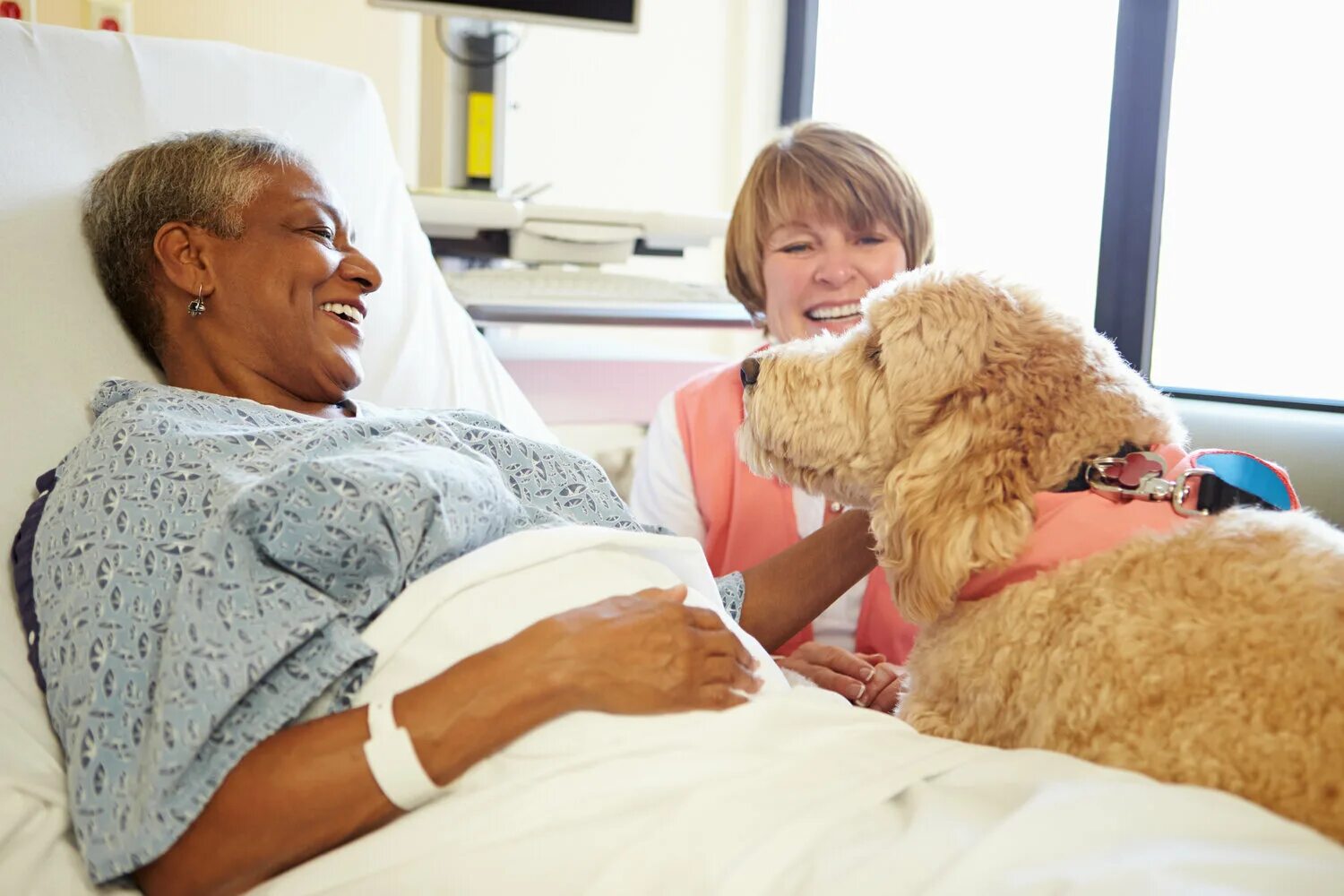 ПЭТ терапия. Зоотерапия. Собаки в больнице с людьми. Терапия собаками. Фото petting