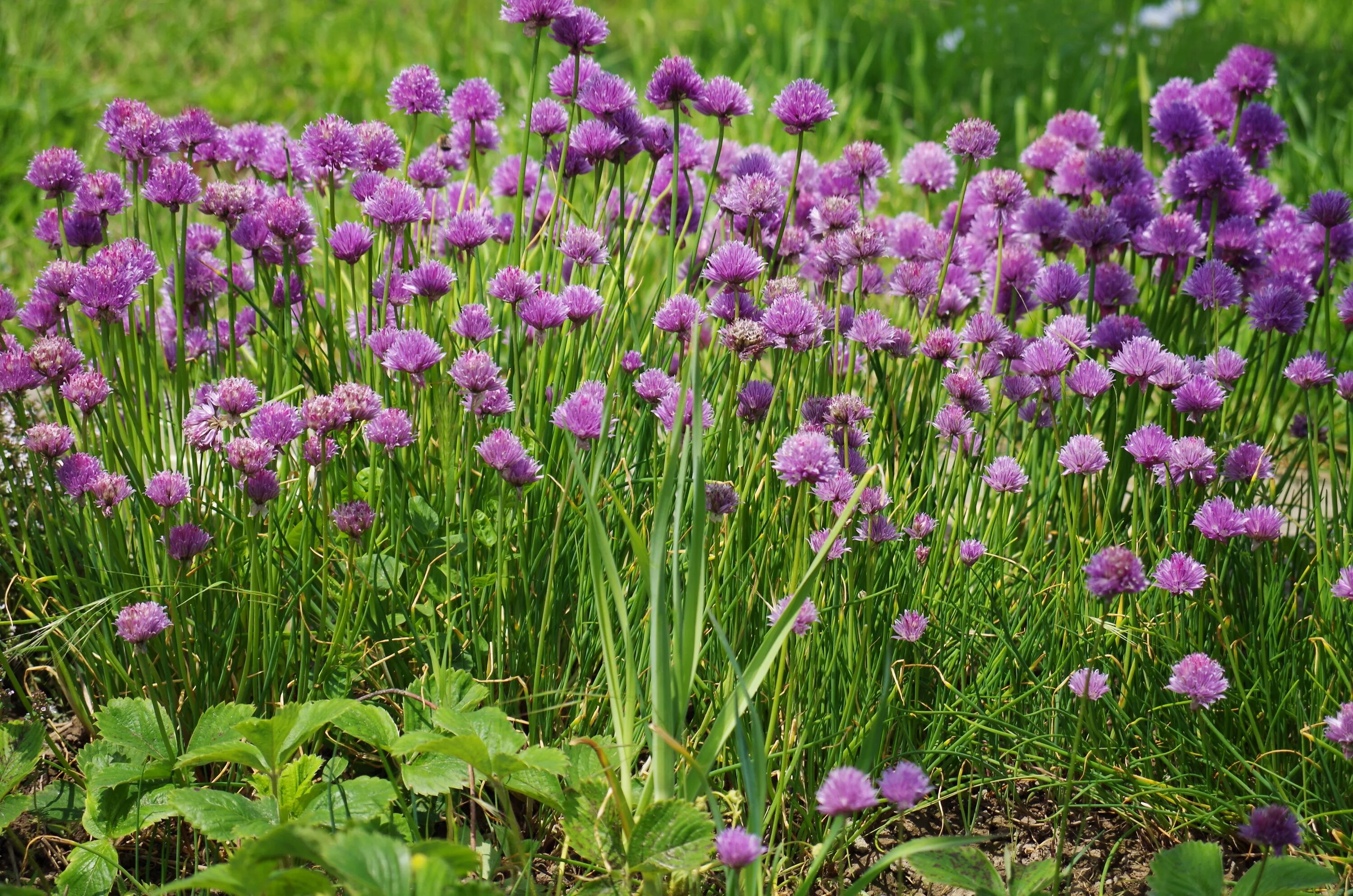 Дикий лук название. Лук скорода аллиум. Allium schoenoprasum лук скорода. Лук скорода шнитт Луговой. Лук шнитт дикий Луговой лук.