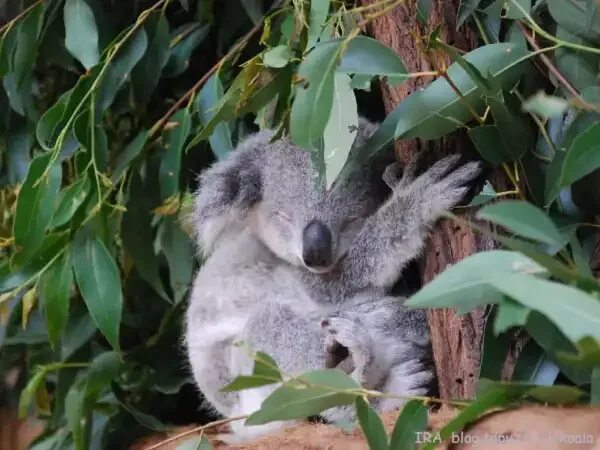 Коала кратко. Коала. Коала в Австралии. Кенгуру и коала. Тасмания коала.