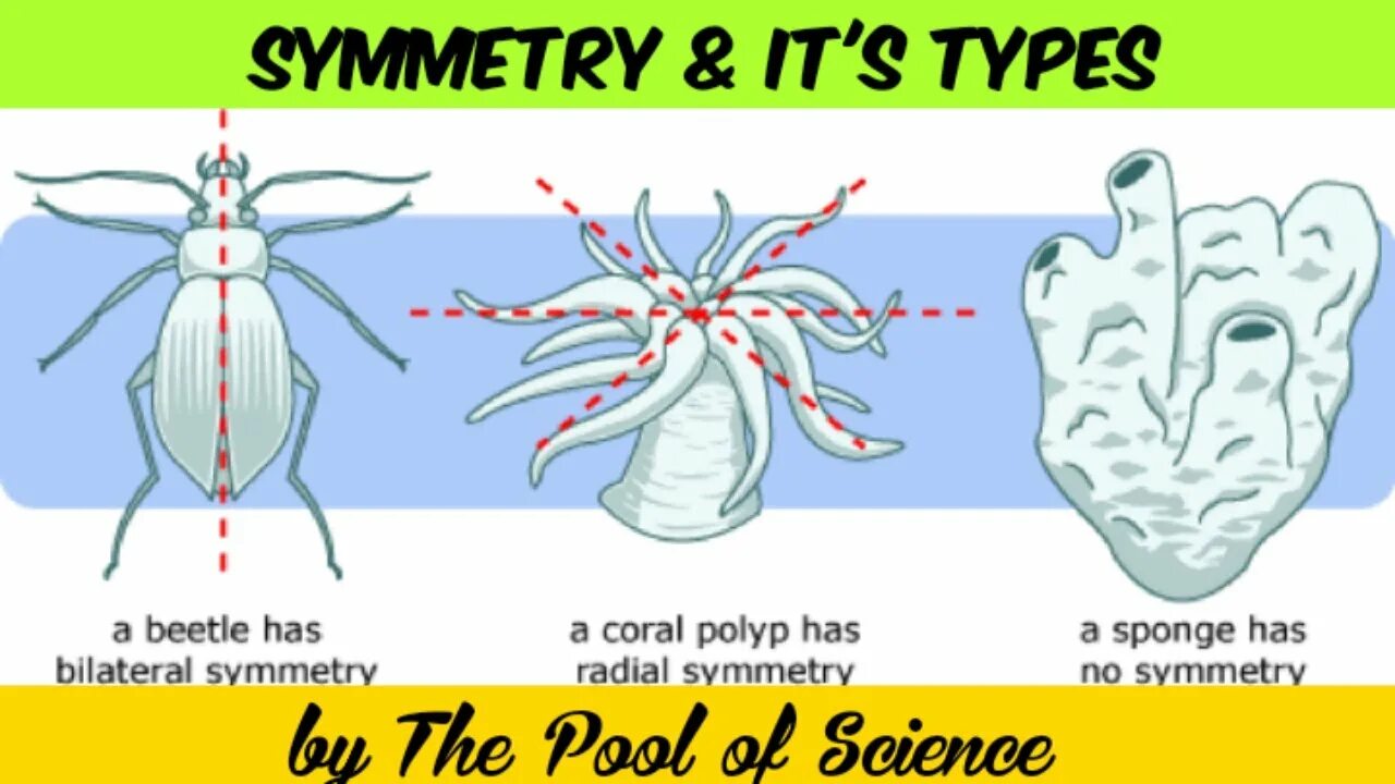 Типы симметрии биология 8 класс. Типы симметрии животных. Виды симметрии в биологии животных. Типы симметрии в биологии. Симметрия тела.