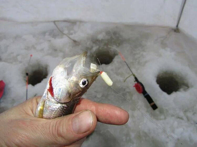 На что ловят корюшку. Мормышки на корюшку зимней рыбалки. Мормышки на корюшку СВИКОС. Мормышки на навагу и корюшку. Мормышки на корюшку уловистые.