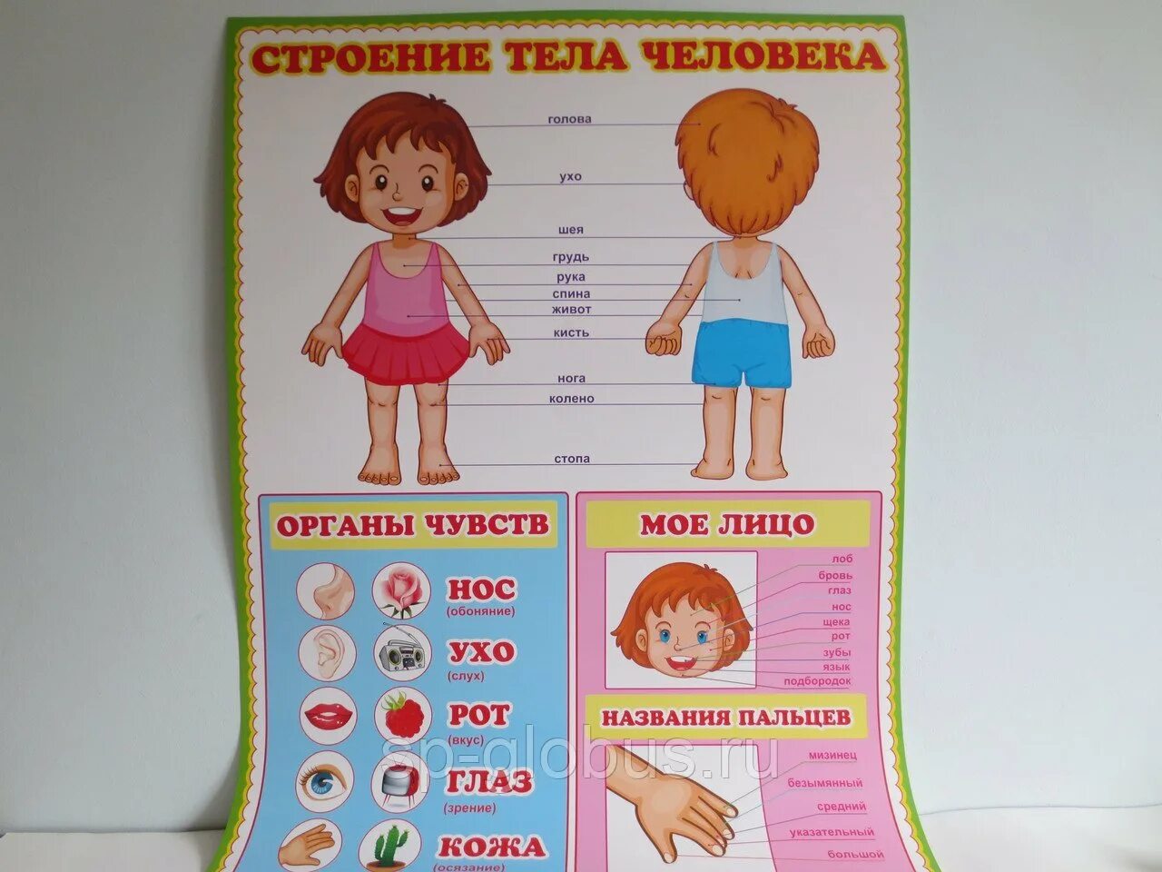 Плакат тело человека для детского сада. Тело человека для детей. Плакат. Плакат строение человека. Плакат человека для детей.