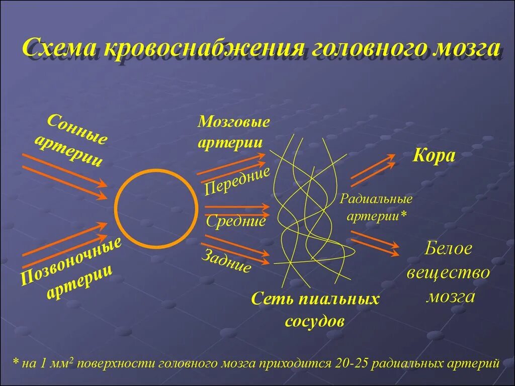 Поступление крови в мозг. Кровоснабжение головного мозга. Схема мозгового кровообращения. Схема кровообращения мозга. Схема артериального кровоснабжения головного мозга.