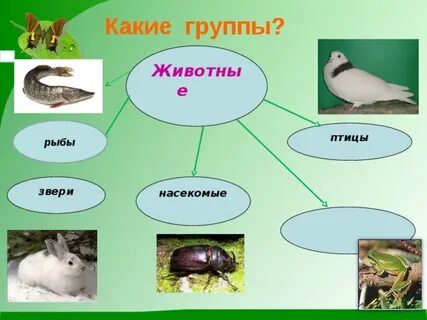 Примеры насекомых рыб птиц зверей