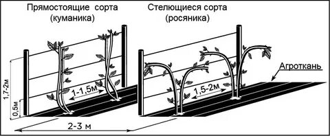 Расстояние посадки ежевики