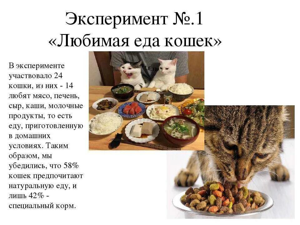Какие крупы можно кошкам
